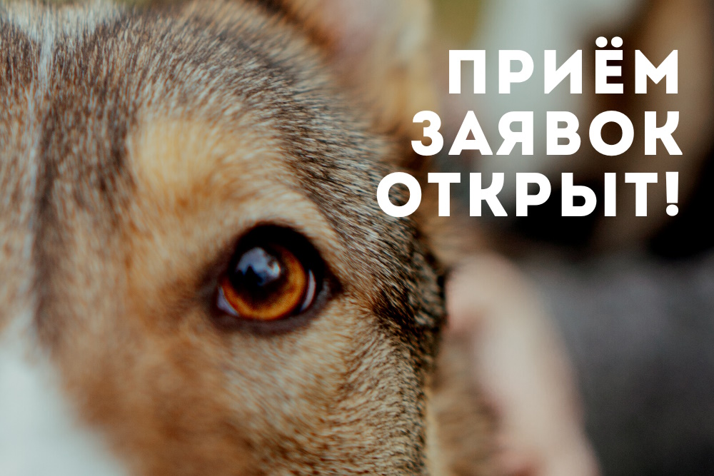 Приём заявок на участие собак и кошек в фестивале "Собаки, которые любят" ОТКРЫТ!