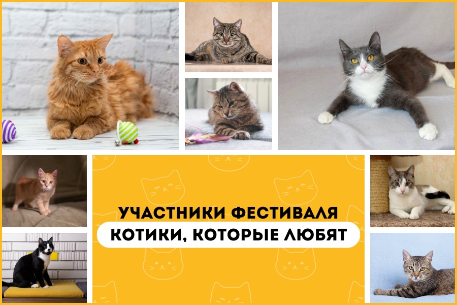 Участники фестиваля "Котики, которые любят"
