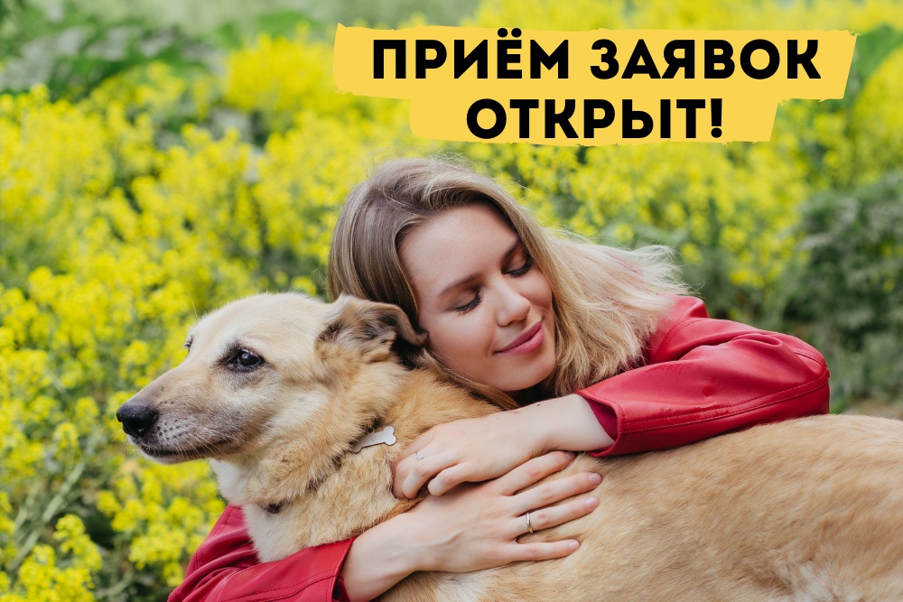  Приём заявок на участие в фестивале "Собаки, которые любят" ОТКРЫТ! 